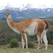 Biosphere Reserve of Ñacuñan, Mendoza, Argentina