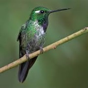 Purple-Bibbed Whitetip Hummingbirds