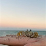 Chasing Crabs at the Beach