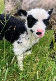 The House's Daughter (April Boulware)