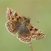 Dingy Skipper