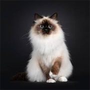 Birman Cat