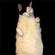 Steve Ibsen - The Kitty Cat Dance - Single