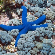 Linckia Starfish