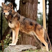 Red Wolf
