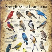 Songbirds