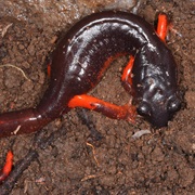 Ensatina