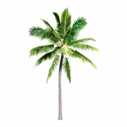 Palm Tree