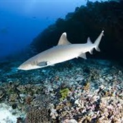 Shark Bank, Seychelles