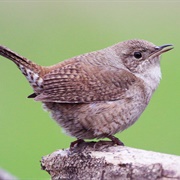 Northern House Wren