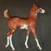Walking Quarter Horse Foal