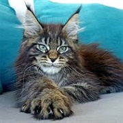Maine Coon Cat
