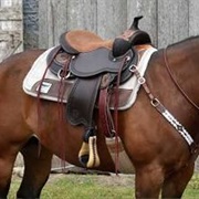 Saddle a Horse