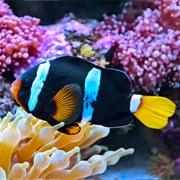 Kiunga Marine National Reserve, Lamu, Kenya
