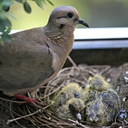 Eared Dove Nest