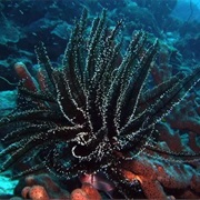 Black Coral