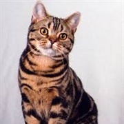 American Shorthair Cat