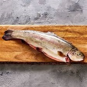Rainbow Trout
