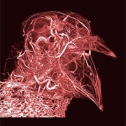 Microvasculature of Pigeon Head (Scott Echols)