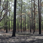 Walking Children in Nature