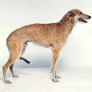 American Staghound
