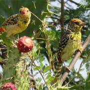 Live in Large Groups