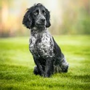 Field Spaniel