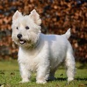 West Highland White Terrier