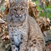Bobcat Lynx