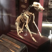 Hatch the Mary Rose Dog