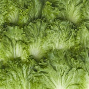 Green Lettuce