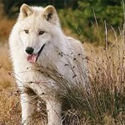 Baffin Island Wolf