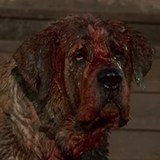 Cujo