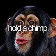 Hold a Chimp