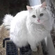 Turkish Angora Cat