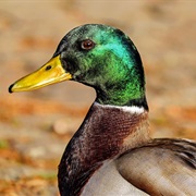 Male Duck