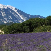 See Lavender Fields in Provence