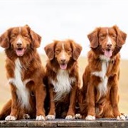 Nova Scotia Duck Tolling Retriever