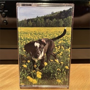 Pink & Yellow - Apricot Afterthoughts