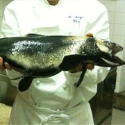 Trota Carpione Del Garda