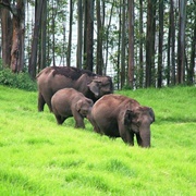 Nilgiri Biosphere Reserve, India