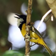 Sings a Duet by Itself