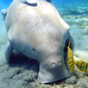 Gulf of Mannar Marine National Park, India