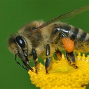 Western Honey Bee