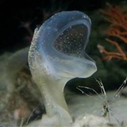 Predatory Tunicate