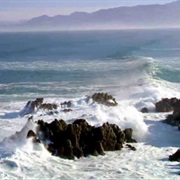 S5.E5: Does the Ocean Think?