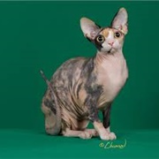 Sphynx Cat