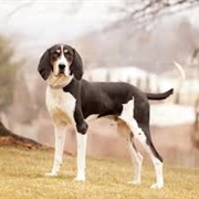 Treeing Walker Coonhound