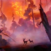 Forest Fire