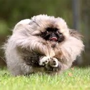 Pekingese
